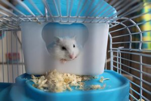 hamster in a cage