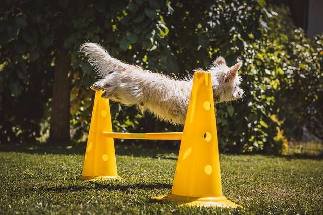 jump